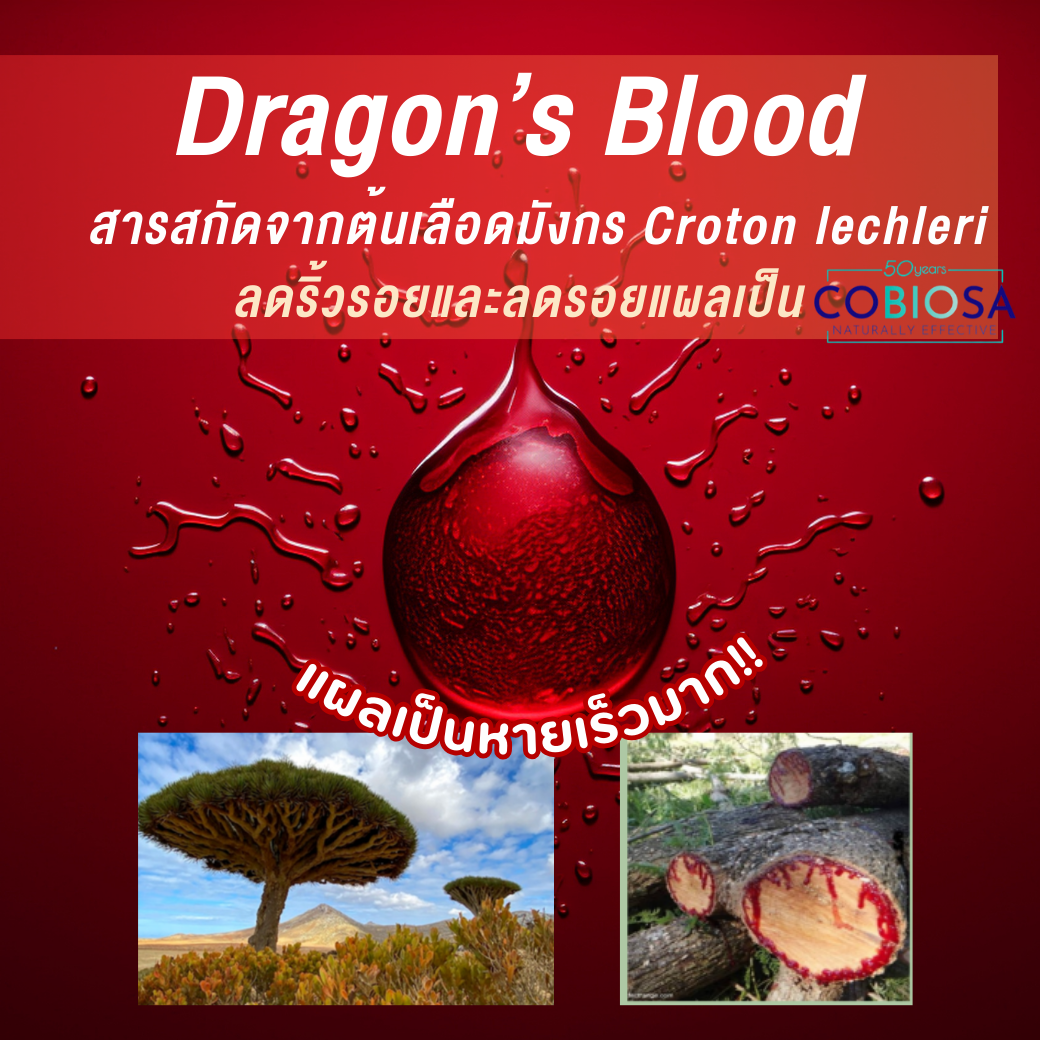 Dragon’s Blood  สารสกัดจากยางไม้ต้นเลือดมังกร (Croton lechleri)  ช่วยลดเลือนริ้วรอย สมานบาดแผลและลดการอักเสบผิว